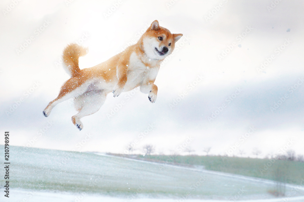 Shiba Inu Hund springt in die Luft