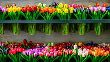 Colorful Beautiful Fresh Flowers For Sale On The Market In Amste