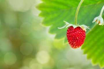 woodland strawberry on the bush