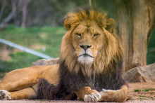 Lion Facing Camera
