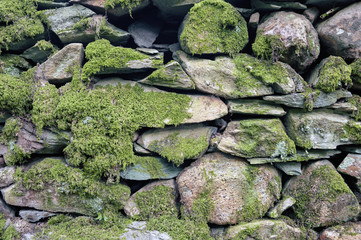 Pattern and texture background of old stone wall covered with clumps of green moss