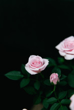 Pink Roses Blooming Against A Dark Background.