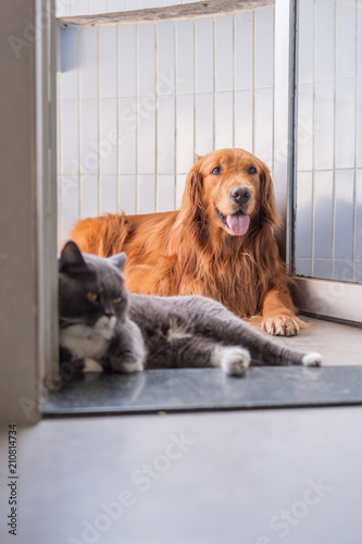 Golden Retriever And British Short Hair Cat Buy This Stock Photo