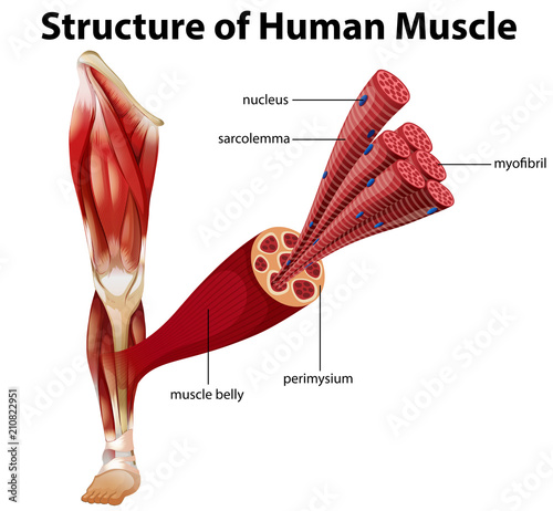 Photo A Structure of Human Muscle