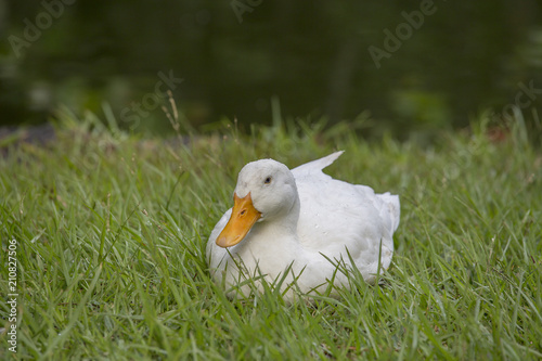 White duck sits on the green grass next to a pond or lake Poster