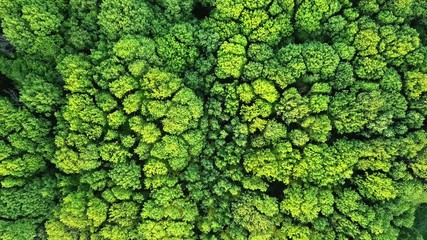 Wall Mural - Aerial video from a dron a bird's eye view to the forest with green trees and bushes. 4K