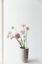 Pink Ranunculus In A Grey Design Vase Near An Bright Window.