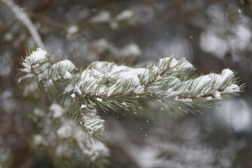 winter background, close up of frosted pine branch on a snowing day