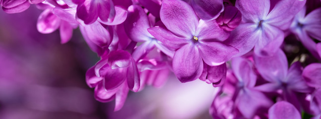 springtime bunches of lilac blossoms on branches