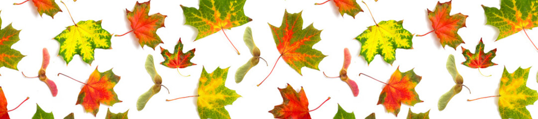 Wall Mural - panorama maple leaf bright on white background