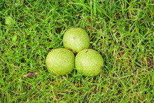 Three Unripe Walnuts In A Green Shell. Nuts Fell Too Early From The Tree And Lie On The Grass