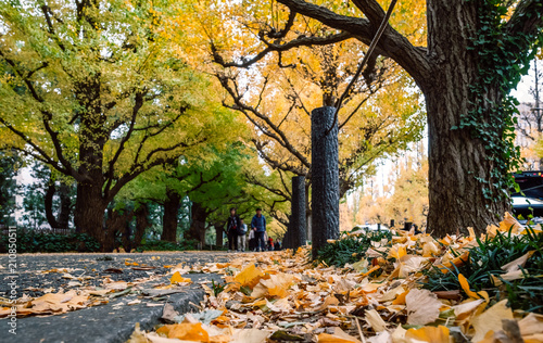 Plakat Jesień liście ginkgo drzewo przy Meiji Jingu Gaien parkiem