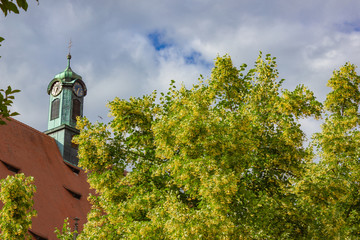 Wall Mural - linden tree on church historical place