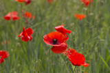 Fototapeta Krajobraz - A field full of red poppy flowers between grasses at the edge of the forest