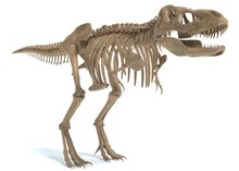 3d Illustration Of A Tyrannosaurus Rex Skeleton