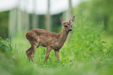 Wall Mural - fawn of deer in the woods