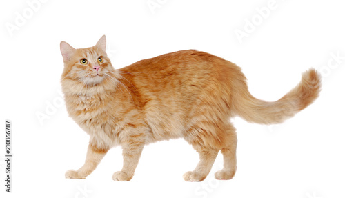 Zdjęcie XXL Boczny widok obrazek długi z włosami czerwony kot w biały pracownianym przyglądającym up