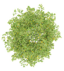 Wall Mural - top view of lemon tree with lemons isolated on white background