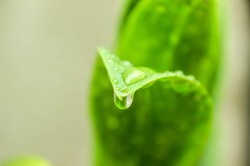 Rain is on the green leaf with a natural bokeh, a concept that boosts the business mind.