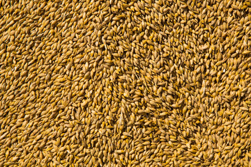 Wheat grains as agricultural background.