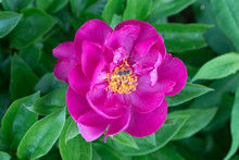 A Bee Sitting On Te Pink Paeonia Flower