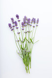 Fototapeta Lawenda - Lavender flowers on a white background