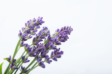 Lavender Flowers On A White Background