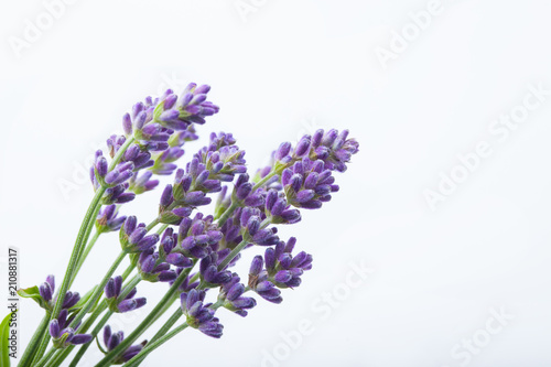 Lavender flowers on a white background Canvas Print