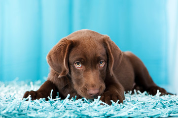 Wall Mural - Labrador Retriever Welpe liegt auf einem blauen Teppich