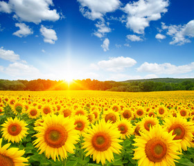 Wall Mural - field of sunflowers