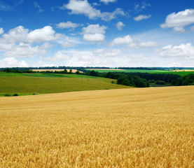 wheat field and clouds