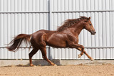Fototapeta Konie - Chestnut horse running in paddock on the sand background