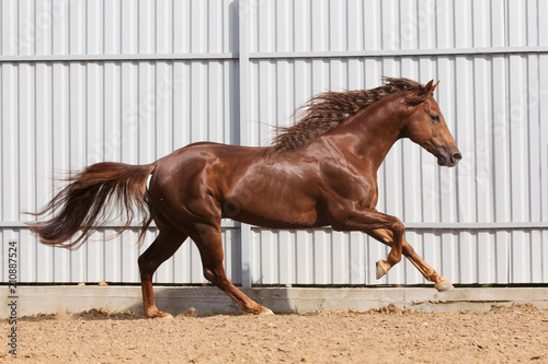 Cuadros en Lienzo Chestnut horse running in paddock on the sand background