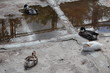 © dvb60 - Водоплавающие птицы