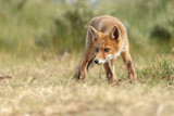 Fototapeta Zwierzęta - Red fox new born in nature on a springday.

