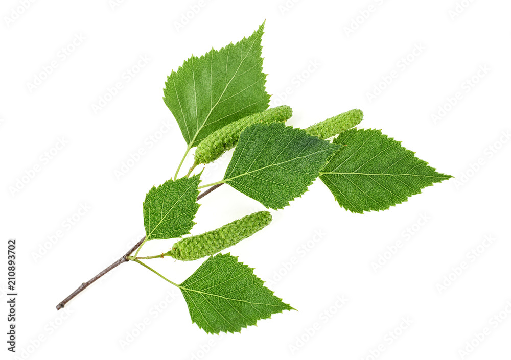 Green birch buds and leaves isolated on white background - obrazy, fototapety, plakaty 