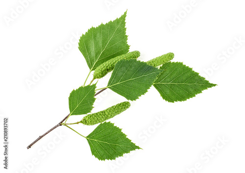 Cuadros en Lienzo Green birch buds and leaves isolated on white background