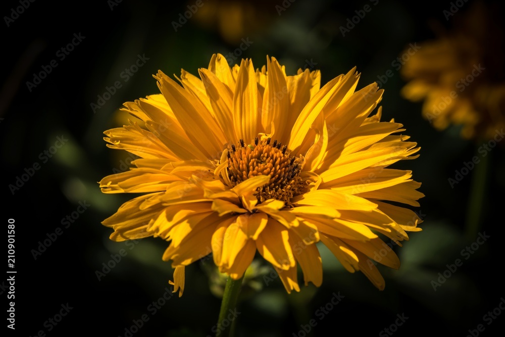 żółty kwiat ogrodowy - obrazy, fototapety, plakaty 