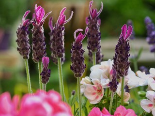 Canvas Print - French Lavender