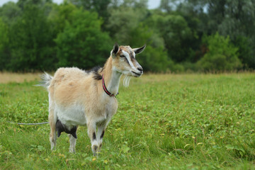 Brown goat close-up grazes on a meadow in a summer day on a leash.