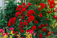 Beautiful Blooming Red Rose On A Bush In The Garden