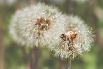 white dandelion in the meadow