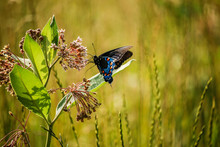 Butterfly On Milkweed