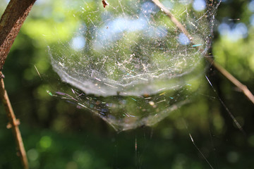 Spide Web