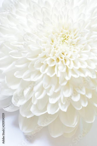 菊の花 白バック Stock 写真 Adobe Stock 菊の花 白バック Stock 写真 Adobe Stock