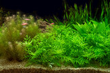 Green beautiful planted tropical freshwater aquarium