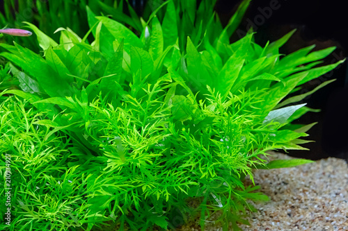 Obraz akwarium  piekne-zielone-akwarium-slodkowodne
