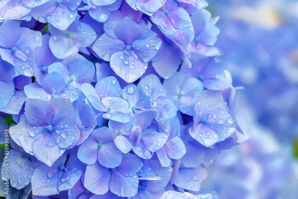 雨上がりの紫陽花　Hydrangea - obrazy, fototapety, plakaty 