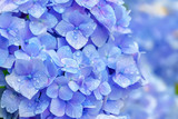 雨上がりの紫陽花　Hydrangea