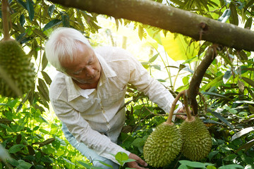 Wall Mural - farmer at durian farm